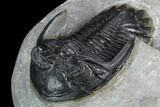 Detailed Hollardops Trilobite - Gorgeous Specimen #126293-3